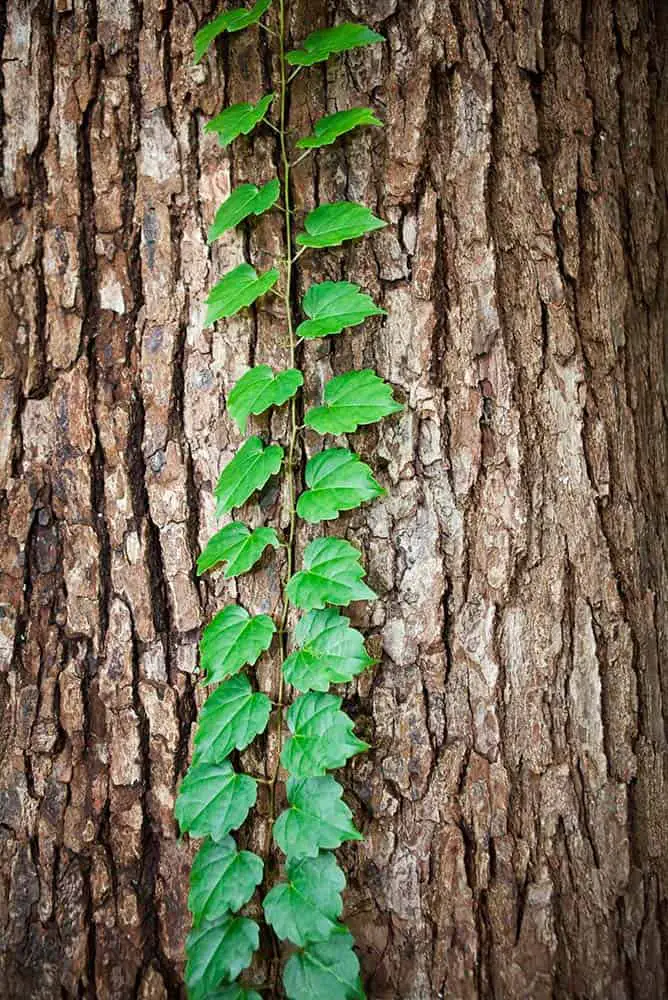 Bright green vine climbing up tree trunk.