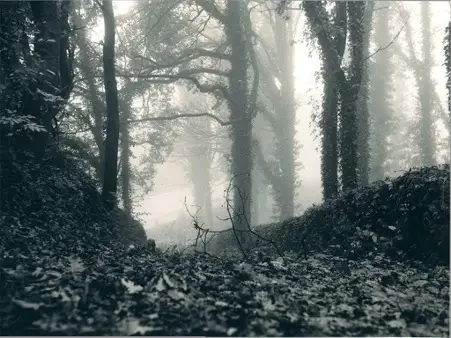 this image of a forest shows unity in art by proximity