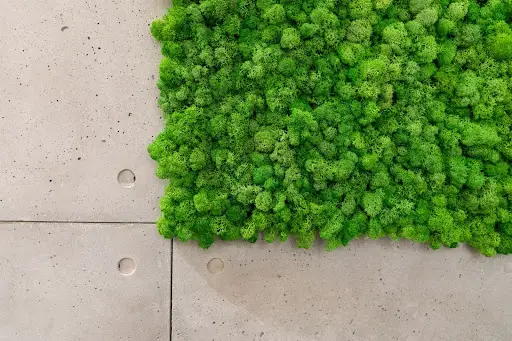 making moss wall art